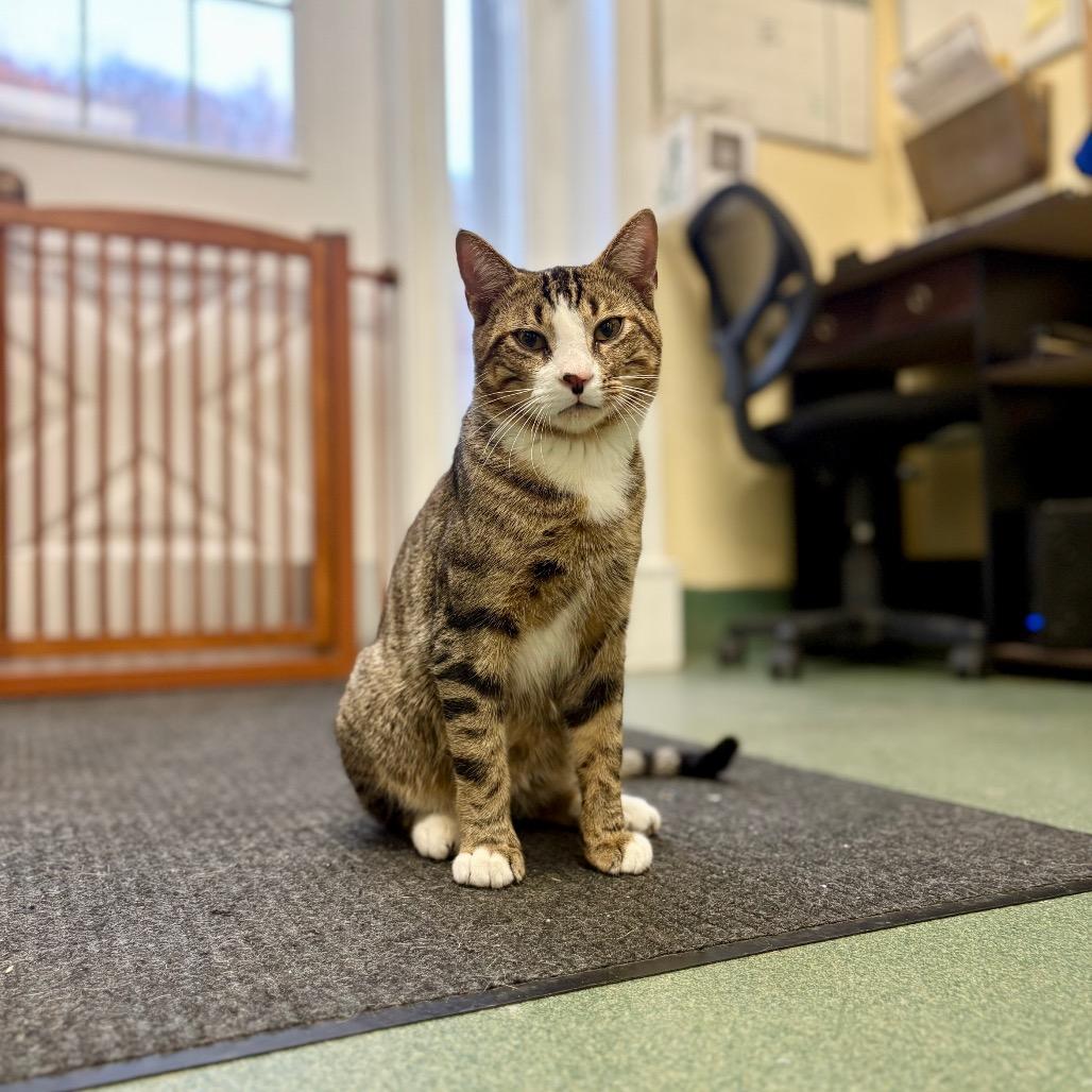 Enlarge Stefan, a Adoptable Domestic Short Hair in New Fairfield, CT image 2/6