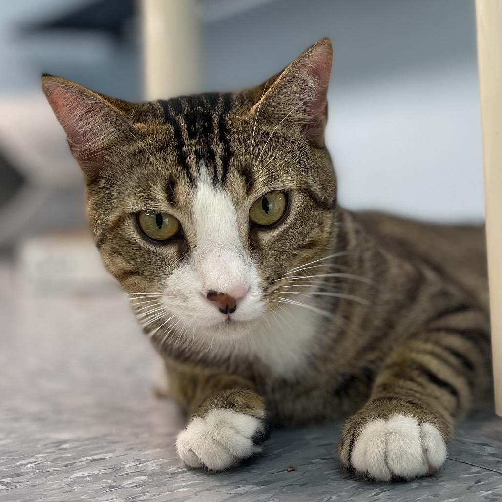 Enlarge Stefan, a Adoptable Domestic Short Hair in New Fairfield, CT image 3/6