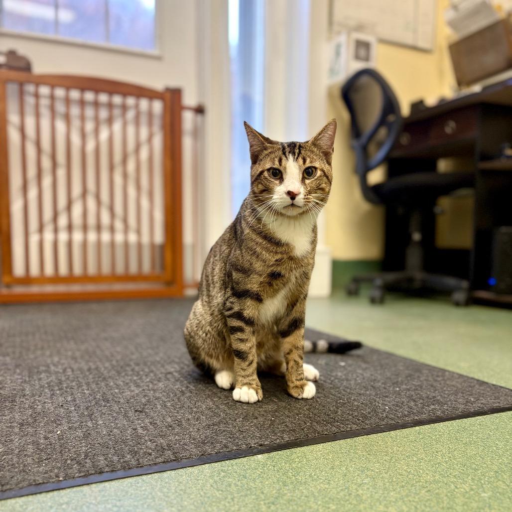 Enlarge Stefan, a Adoptable Domestic Short Hair in New Fairfield, CT image 4/6