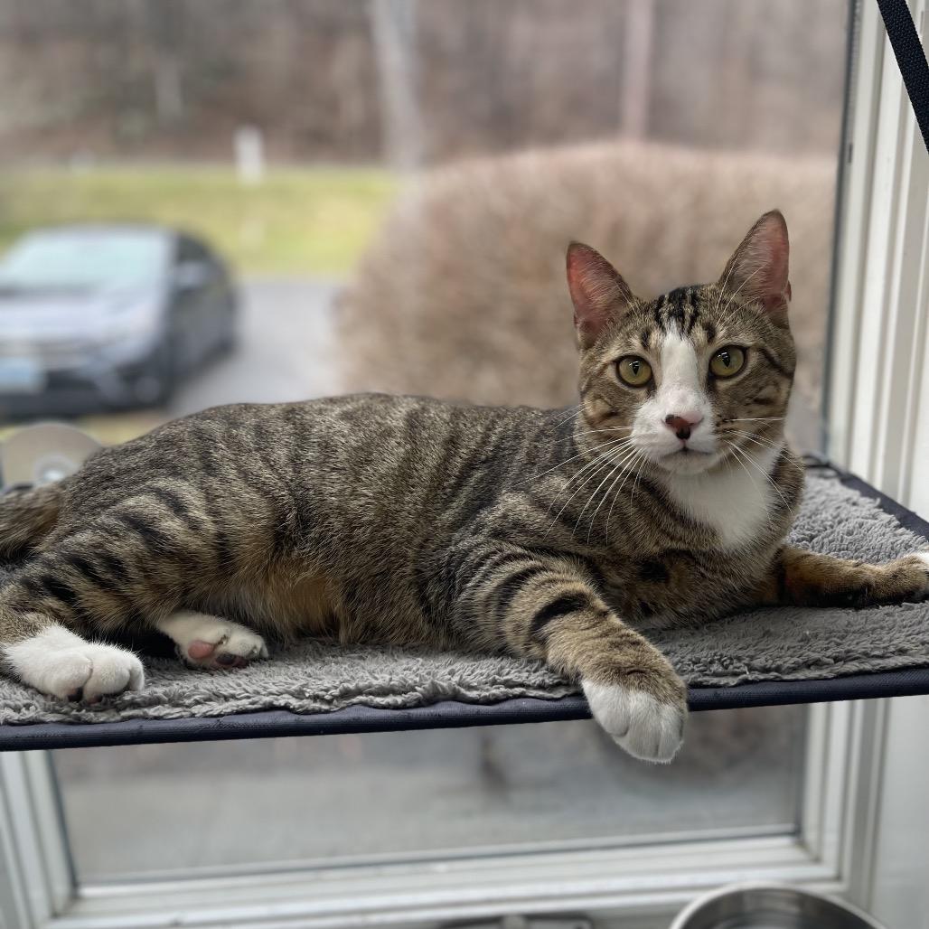 Enlarge Stefan, a Adoptable Domestic Short Hair in New Fairfield, CT image 5/6