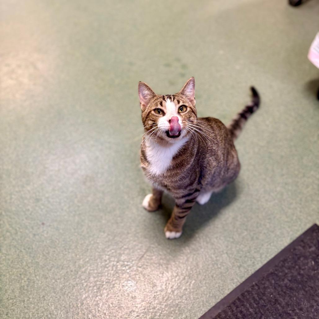 Enlarge Stefan, a Adoptable Domestic Short Hair in New Fairfield, CT image 6/6