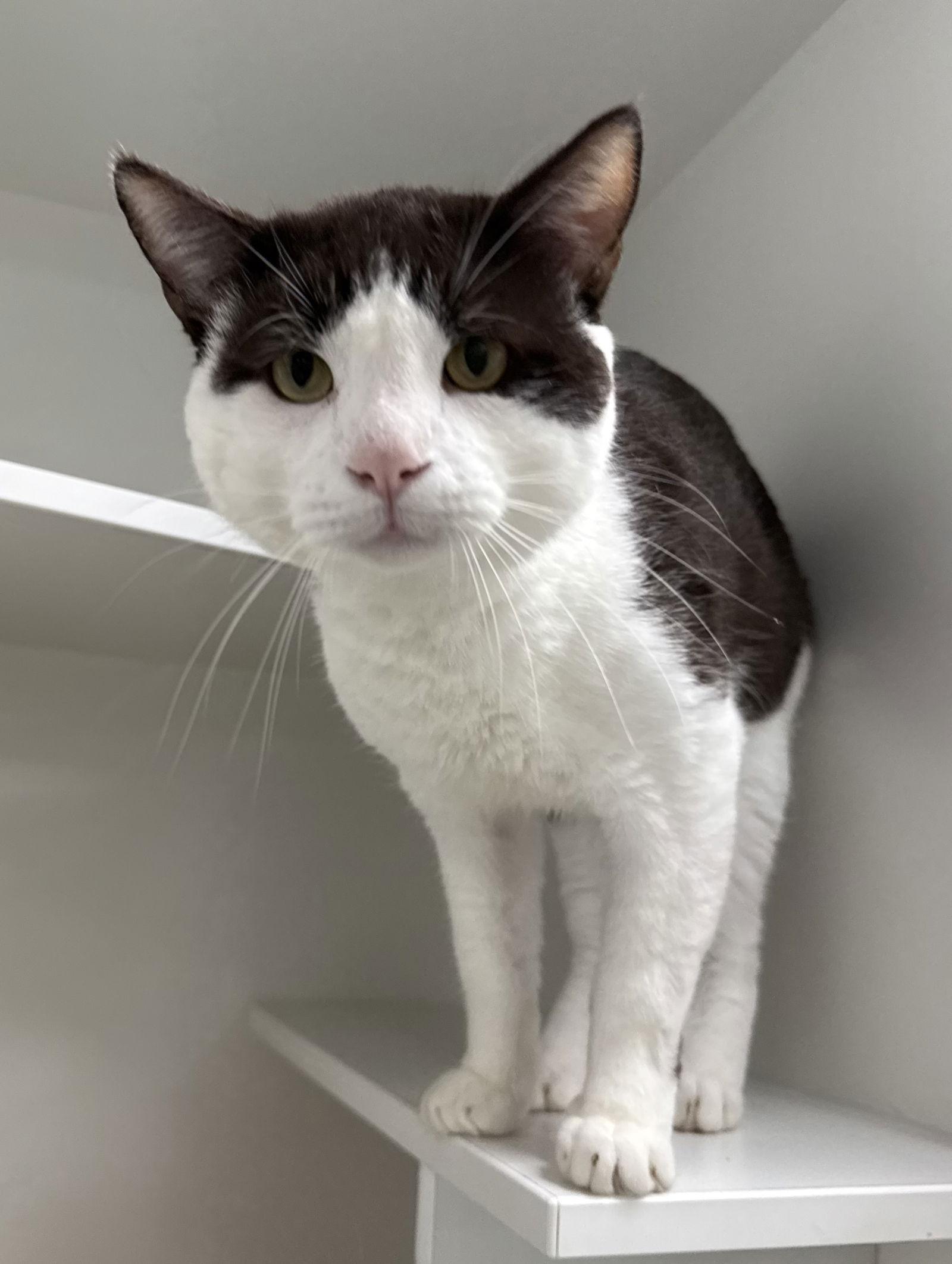 Mio Diaz, Adoptable, Adult Male Domestic Short Hair.