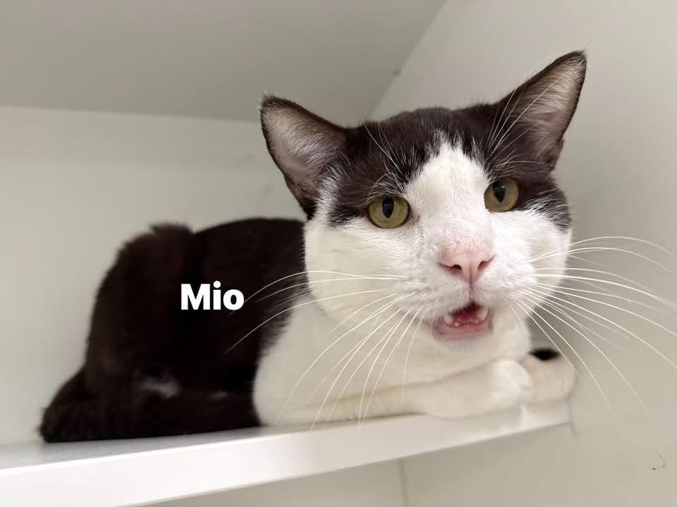 Enlarge Mio Diaz, a Adoptable Domestic Short Hair in Satellite Beach, FL image 1/2