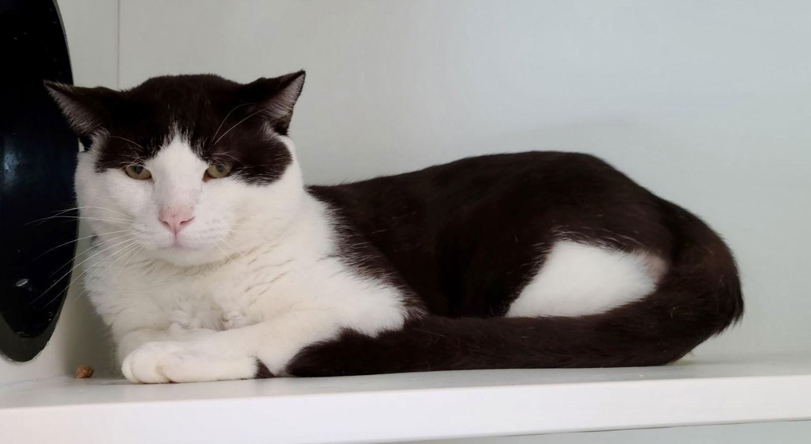 Enlarge Mio Diaz, a Adoptable Domestic Short Hair in Satellite Beach, FL image 2/2