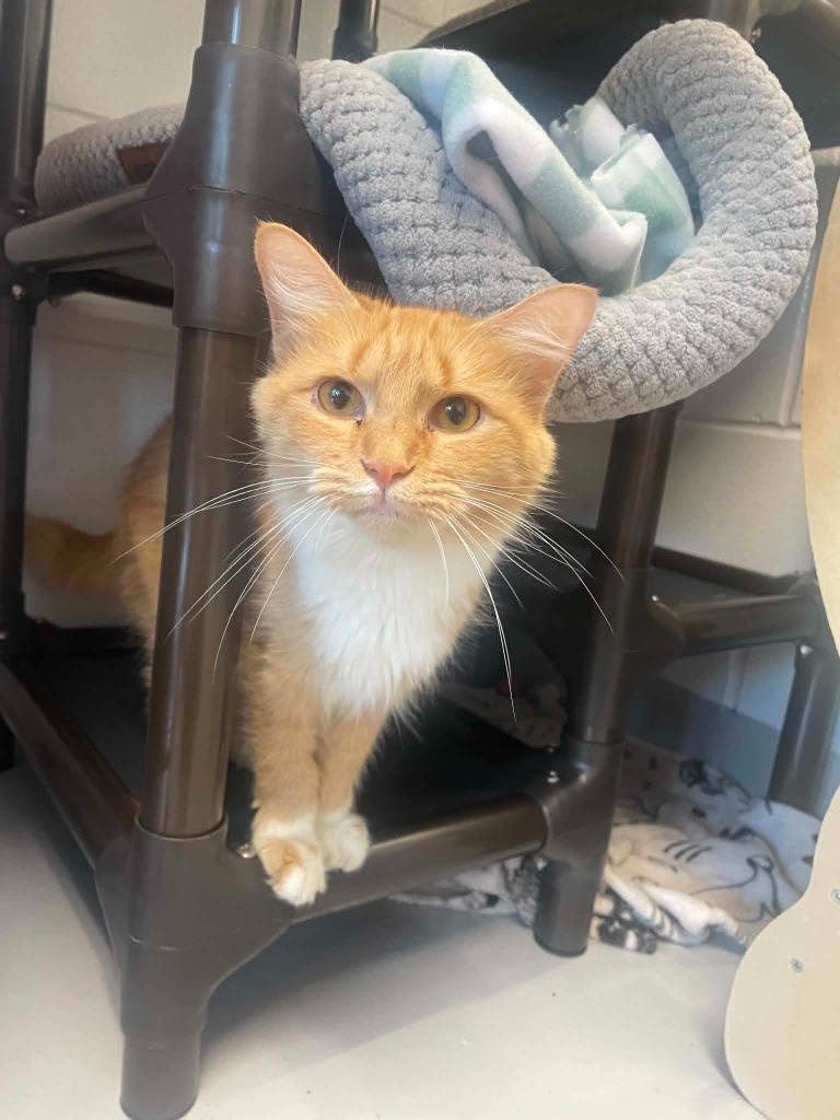 Butter Bell, Adoptable, Young Female Domestic Short Hair.