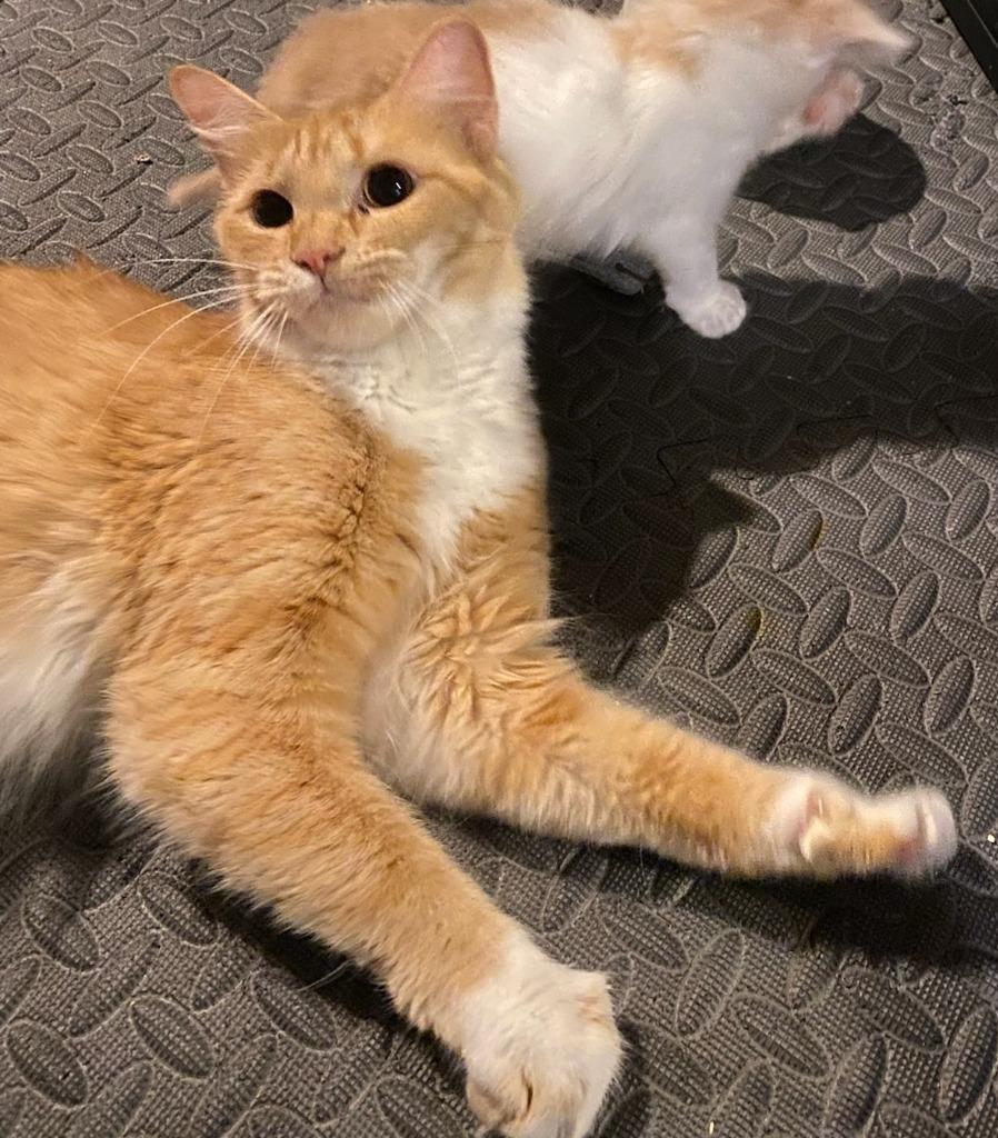 Enlarge Butter Bell, a Adoptable mixed breed in Hamilton, OH image 2/2