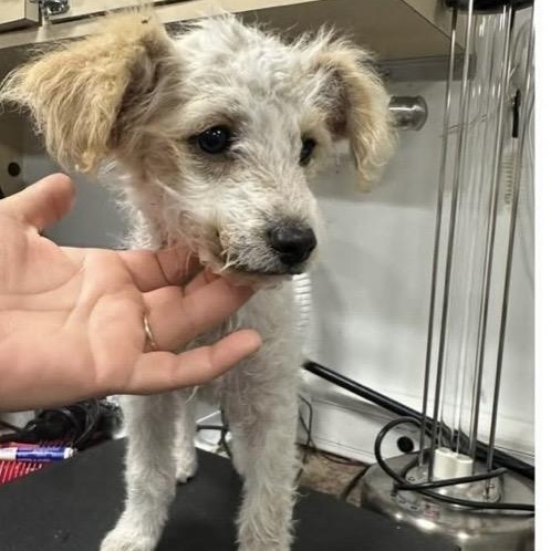 Loni, ADOPTABLE, Puppy Female Poodle.