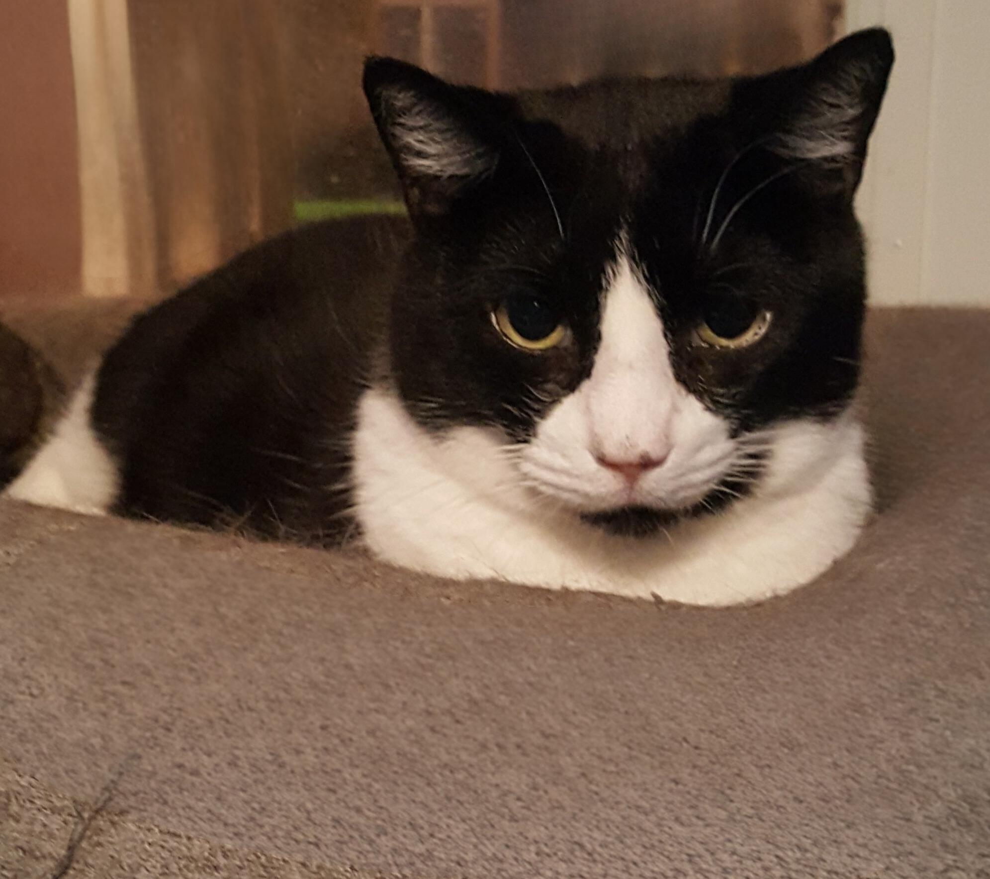 Aiden, Adoptable, Adult Male Bombay.