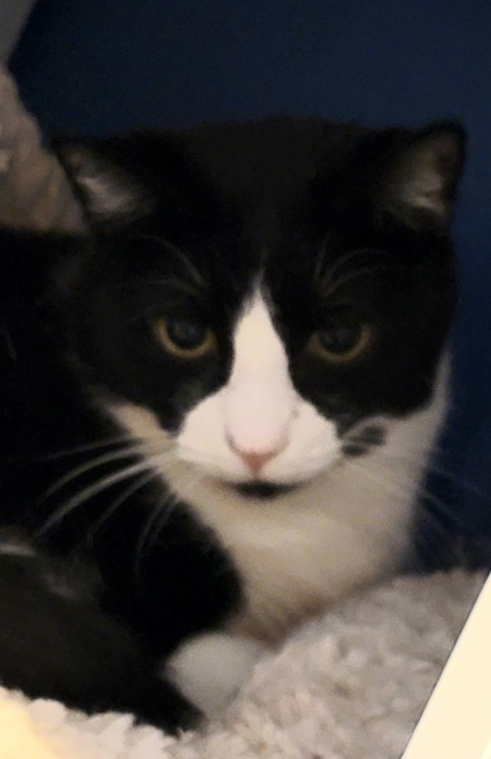 Aiden, Adult Male unknown
