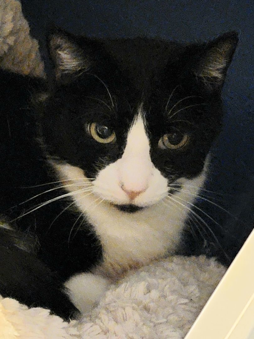 Aiden, a Adoptable mixed breed in Brookfield, IL image 4/6