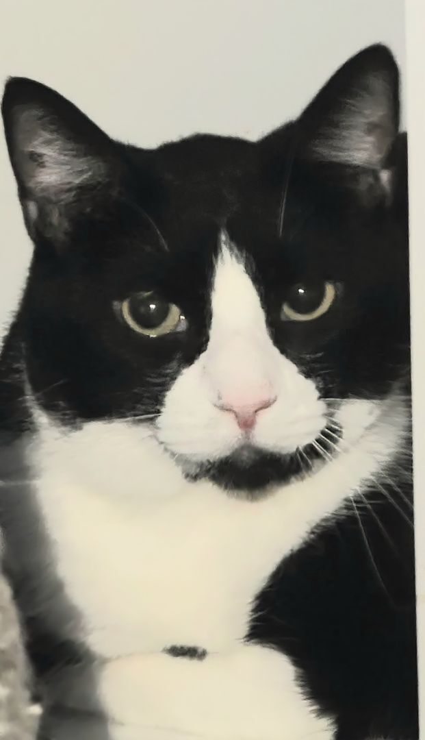 Aiden, an adoptable Bombay in Brookfield, IL, 60513 | Photo Image 2
