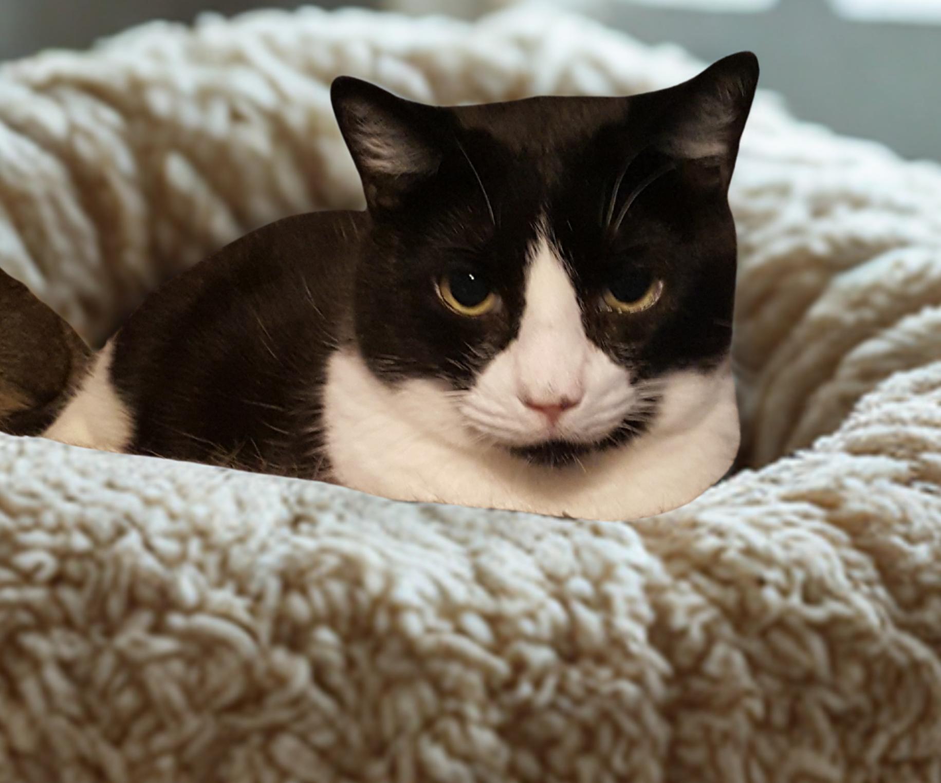 Aiden, a Adoptable mixed breed in Brookfield, IL image 6/6