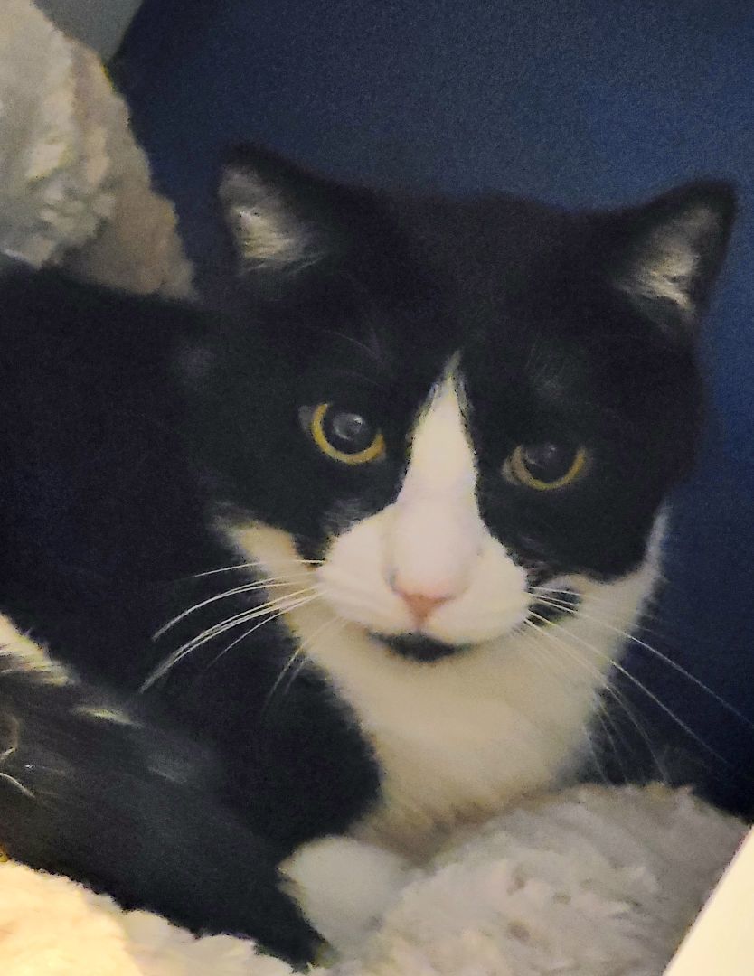 Aiden, a Adoptable mixed breed in Brookfield, IL image 5/6