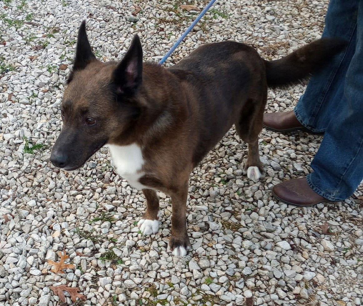 Trigger, Adoptable, Adult Male Cattle Dog & Shepherd.