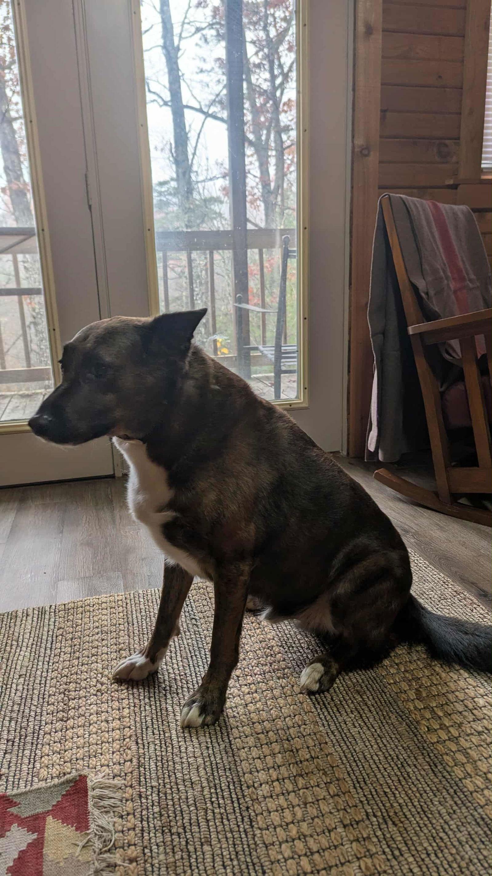 Enlarge Trigger, a Adoptable mixed breed in Frenchburg, KY image 2/3