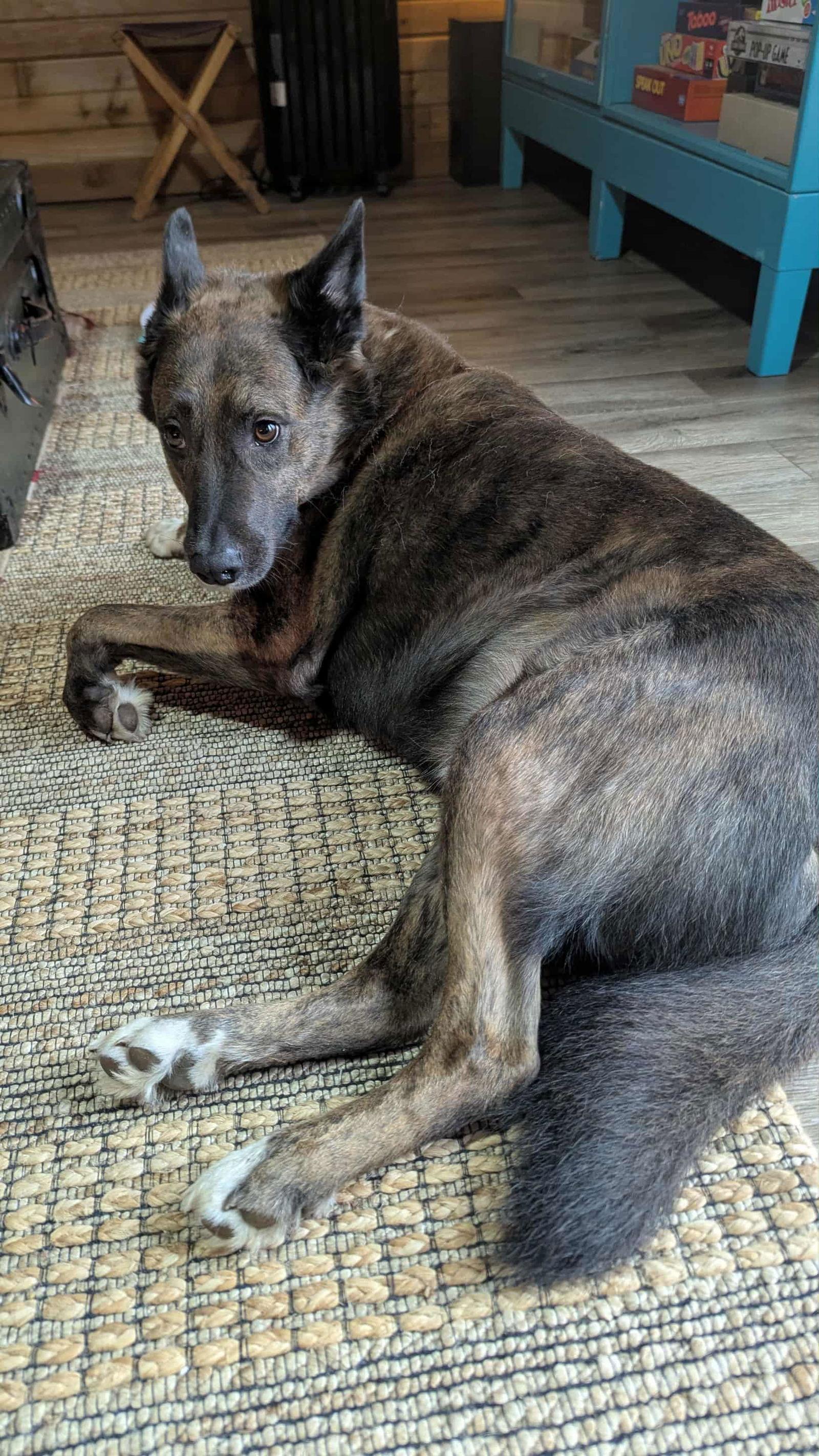 Enlarge Trigger, a Adoptable mixed breed in Frenchburg, KY image 3/3