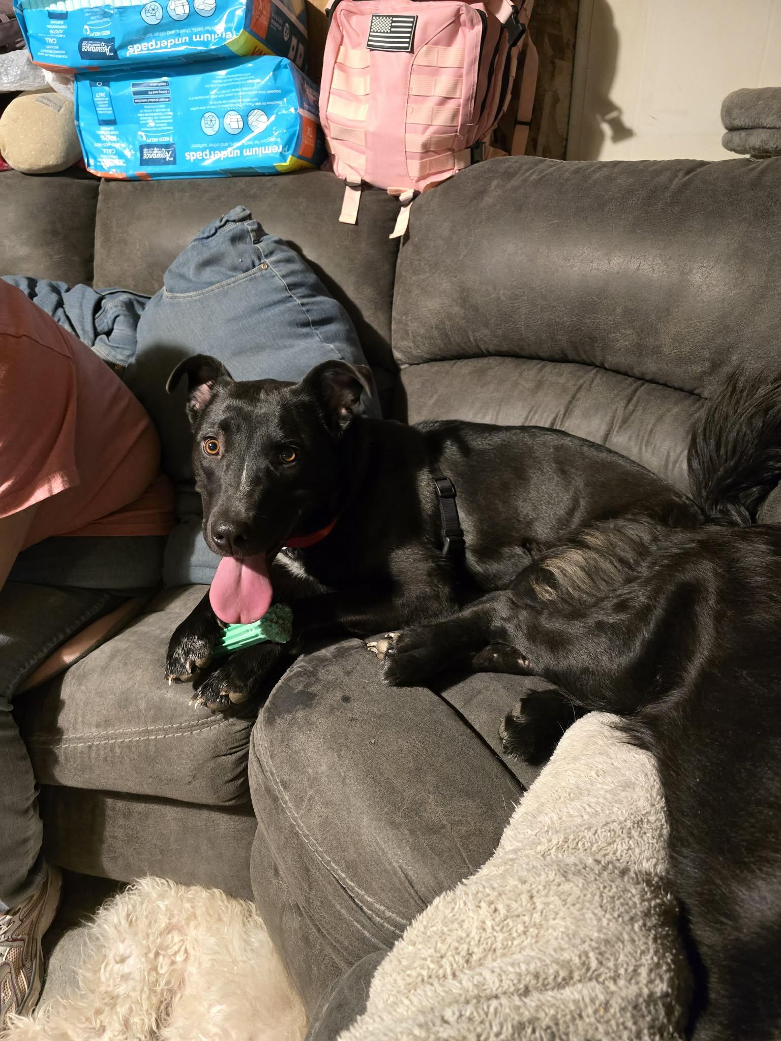 Enlarge Meeka , a ADOPTABLE mixed breed in Price, UT image 3/5