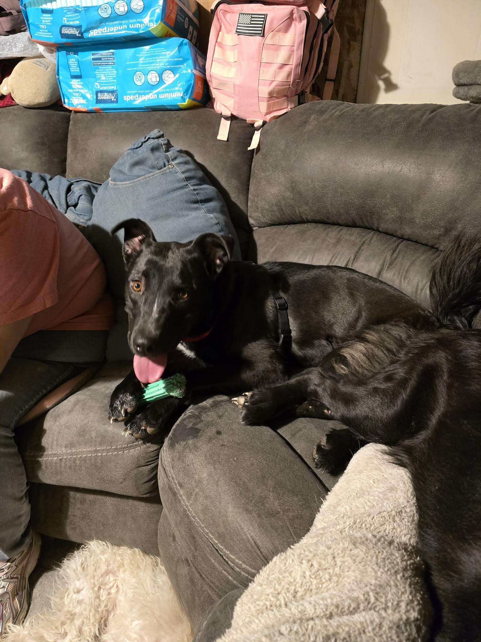 Enlarge Meeka , a ADOPTABLE mixed breed in Price, UT image 2/5