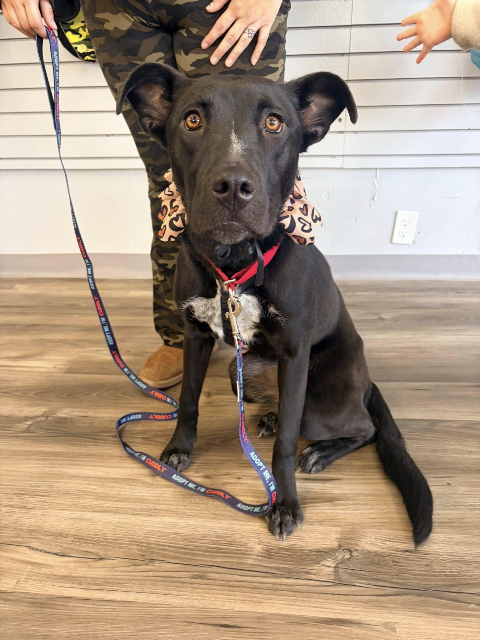 Enlarge Meeka , a ADOPTABLE mixed breed in Price, UT image 4/5