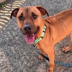 Maple, Adoptable, Adult Female Mixed Breed & Mixed Breed.