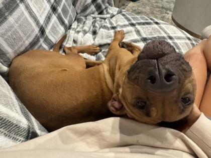 Maple, a Adoptable mixed breed in Dallas, TX image 2/5