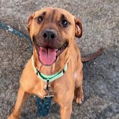 Maple, a Adoptable mixed breed in Dallas, TX image 3/5