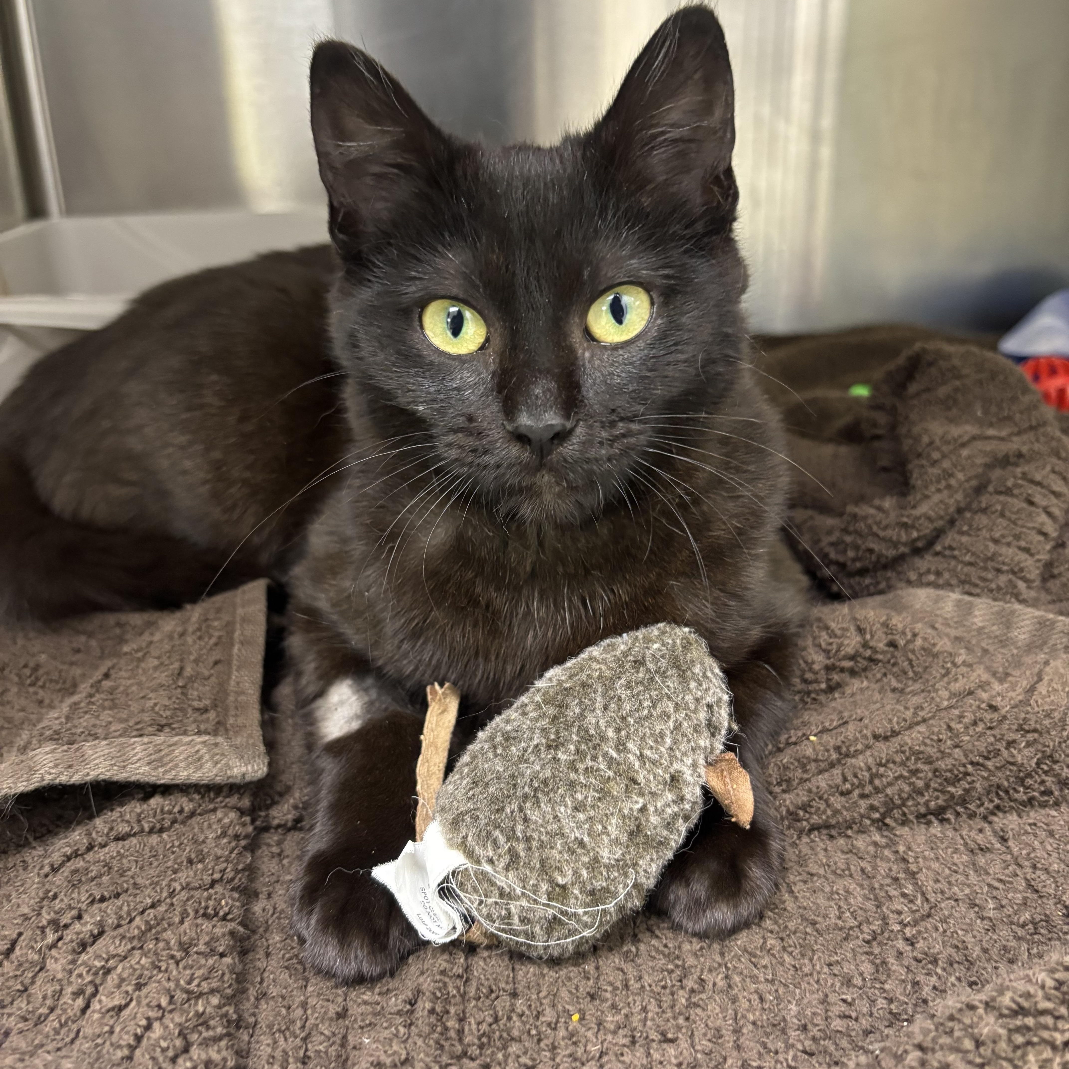 Slinky, ADOPTABLE, Kitten Female Domestic Short Hair.
