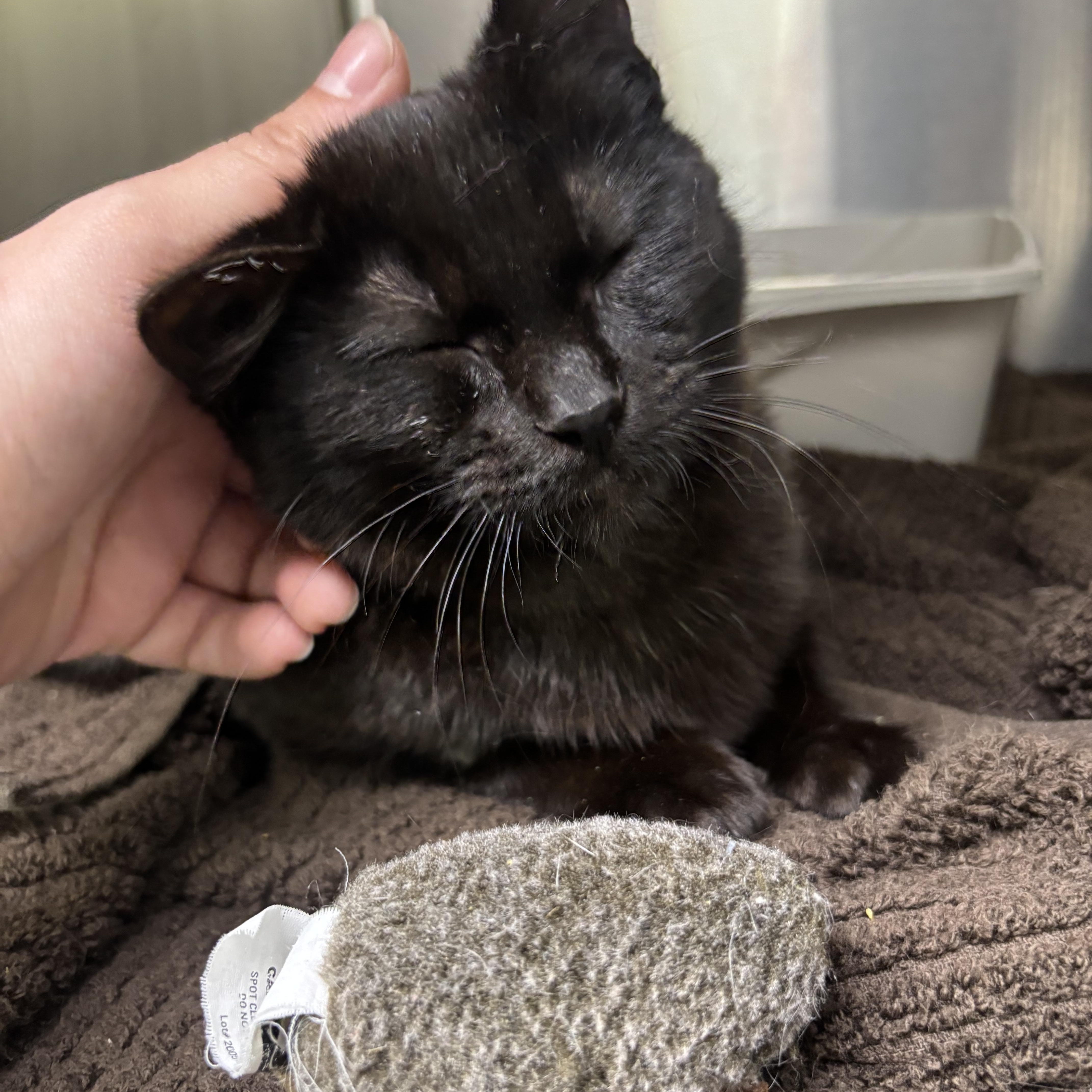 Enlarge Slinky, a ADOPTABLE Domestic Short Hair in Blue Springs, MO image 2/2