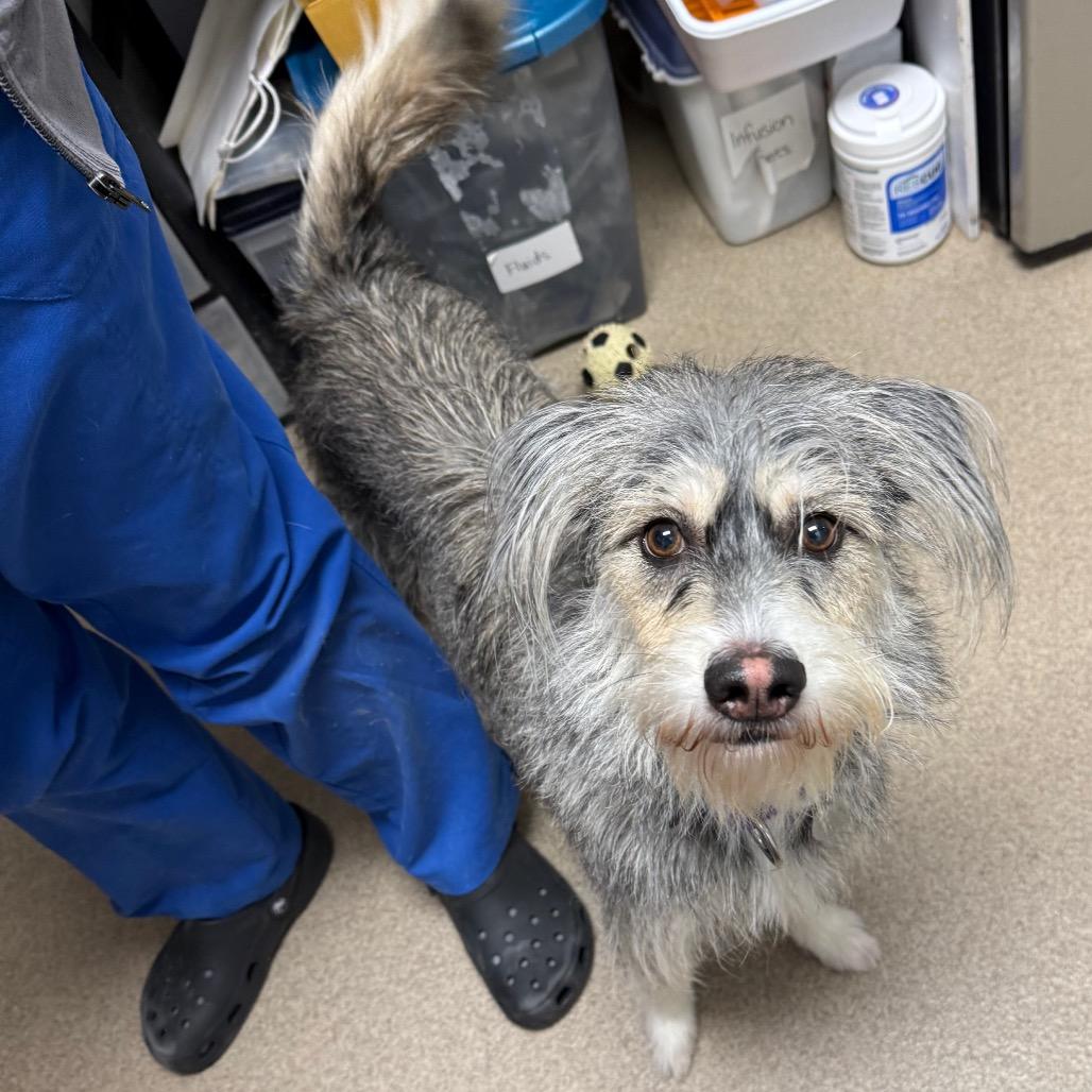 Xochi, Adoptable, Young Female Schnauzer.