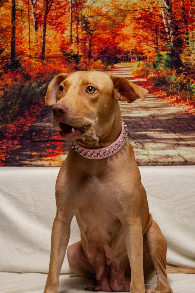 Enlarge Nellie, a Adoptable mixed breed in Dorr, MI image 1/5