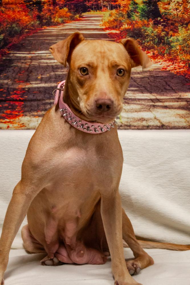 Enlarge Nellie, a Adoptable mixed breed in Dorr, MI image 2/5