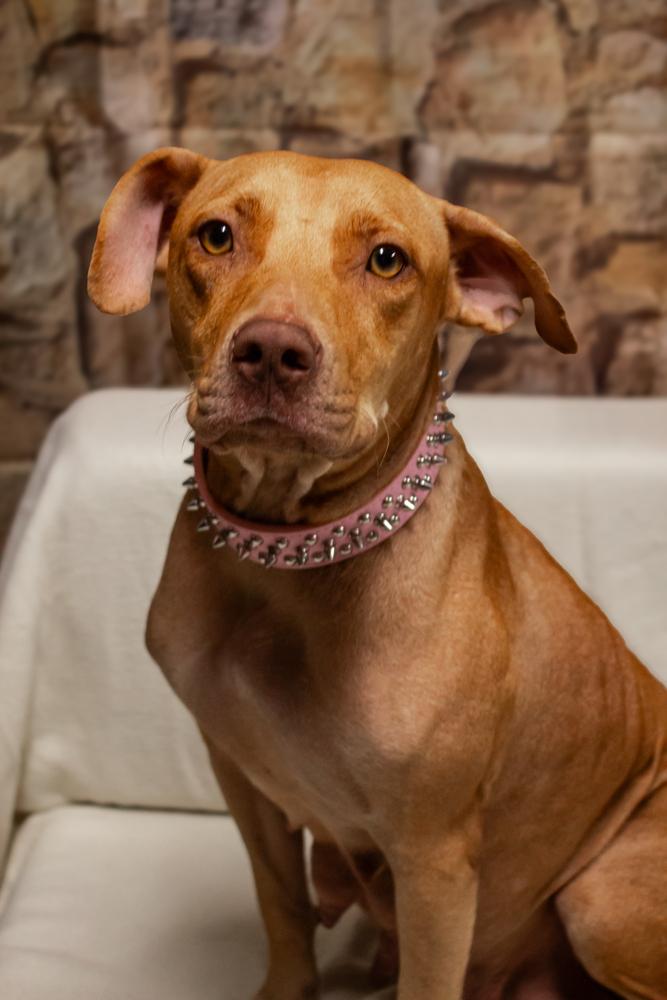 Enlarge Nellie, a Adoptable mixed breed in Dorr, MI image 3/5