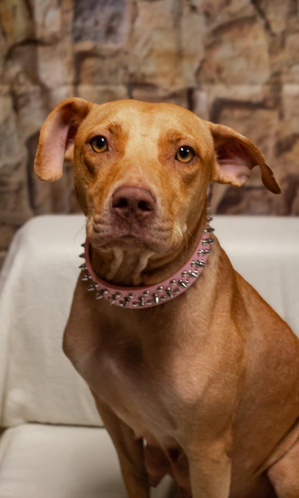 Enlarge Nellie, a Adoptable mixed breed in Dorr, MI image 4/5