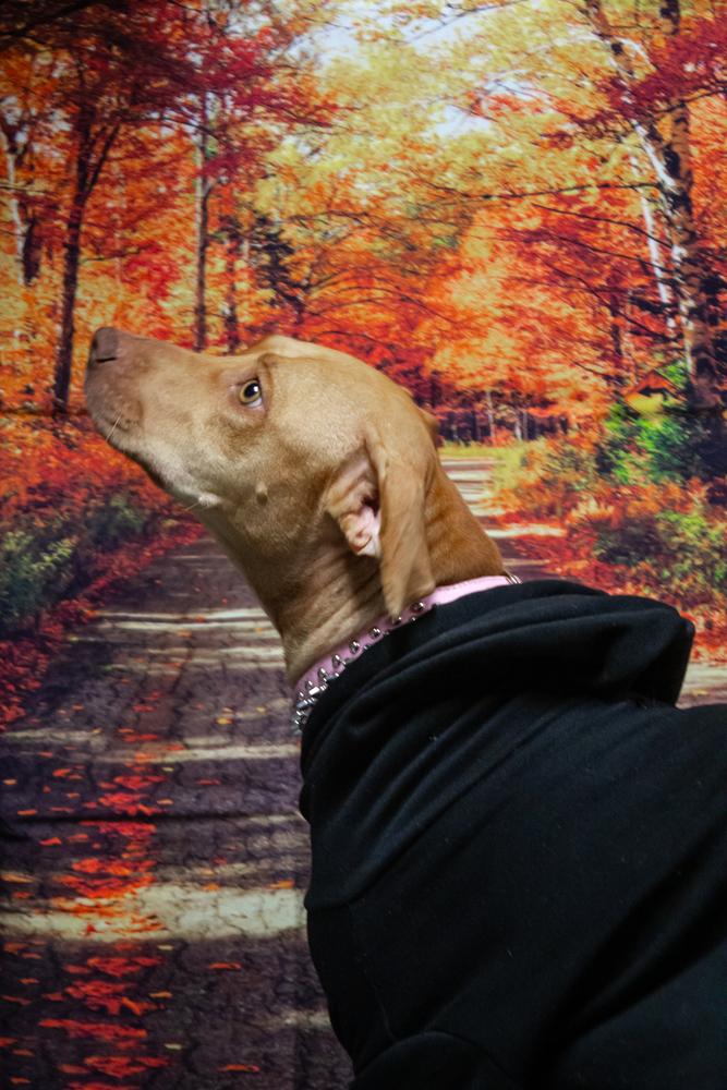 Enlarge Nellie, a Adoptable mixed breed in Dorr, MI image 5/5