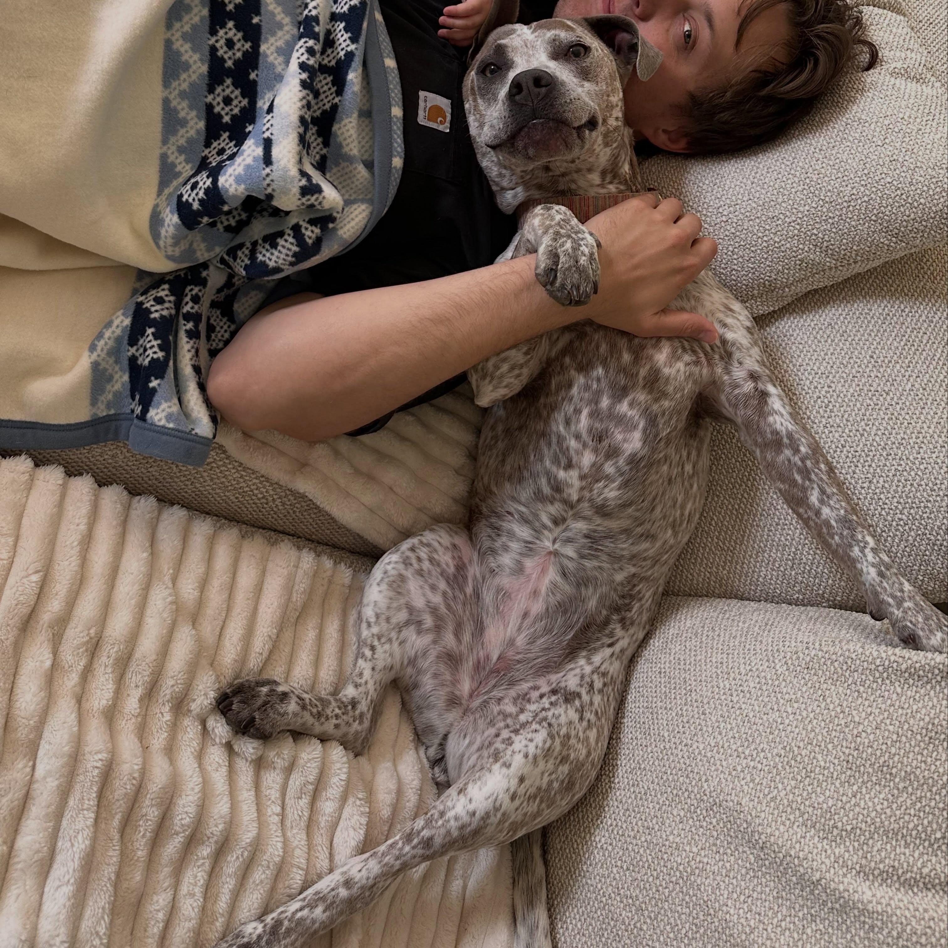 Enlarge Nellie, a Adopted mixed breed in Detroit, MI image 4/4