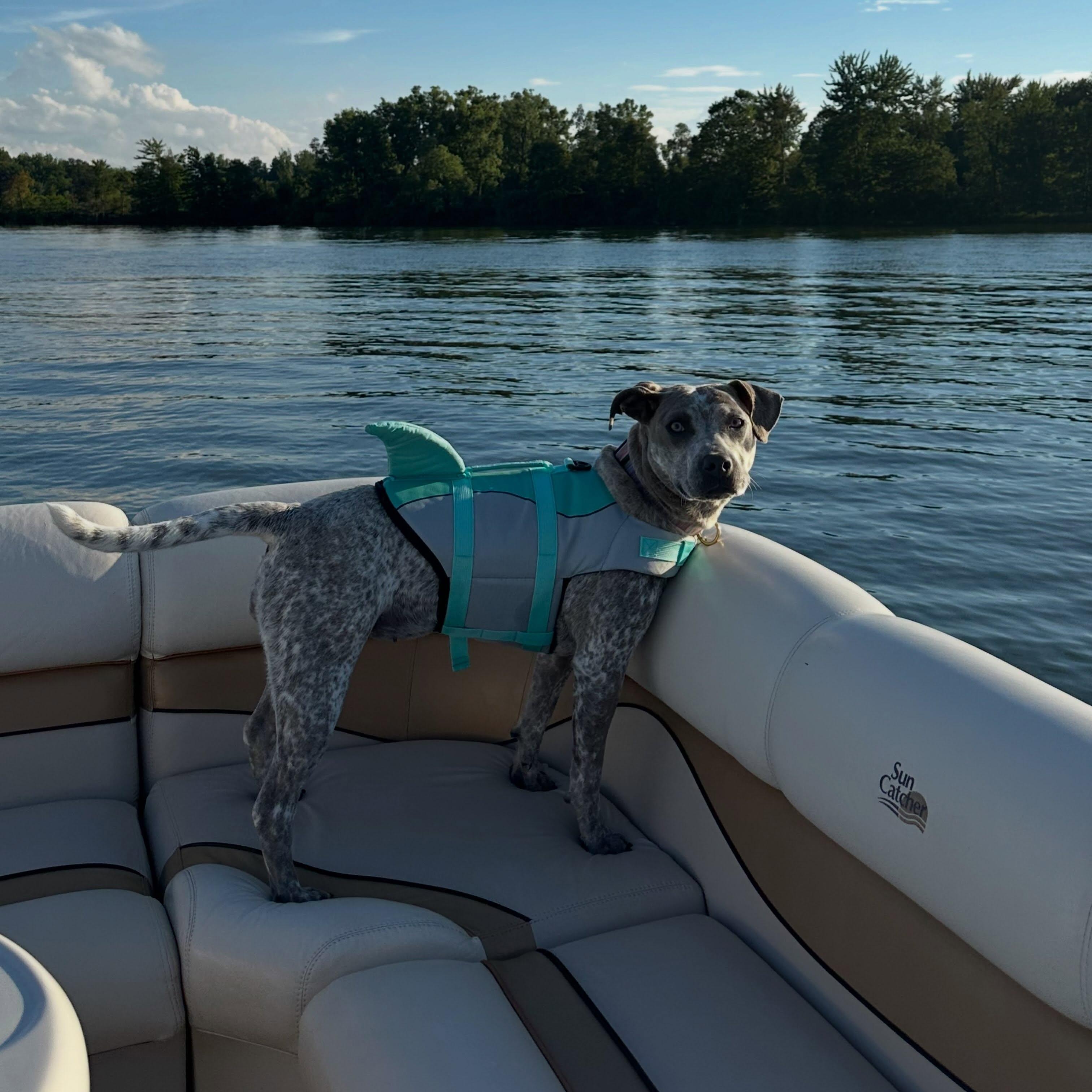 Enlarge Nellie, a Adopted mixed breed in Detroit, MI image 3/4