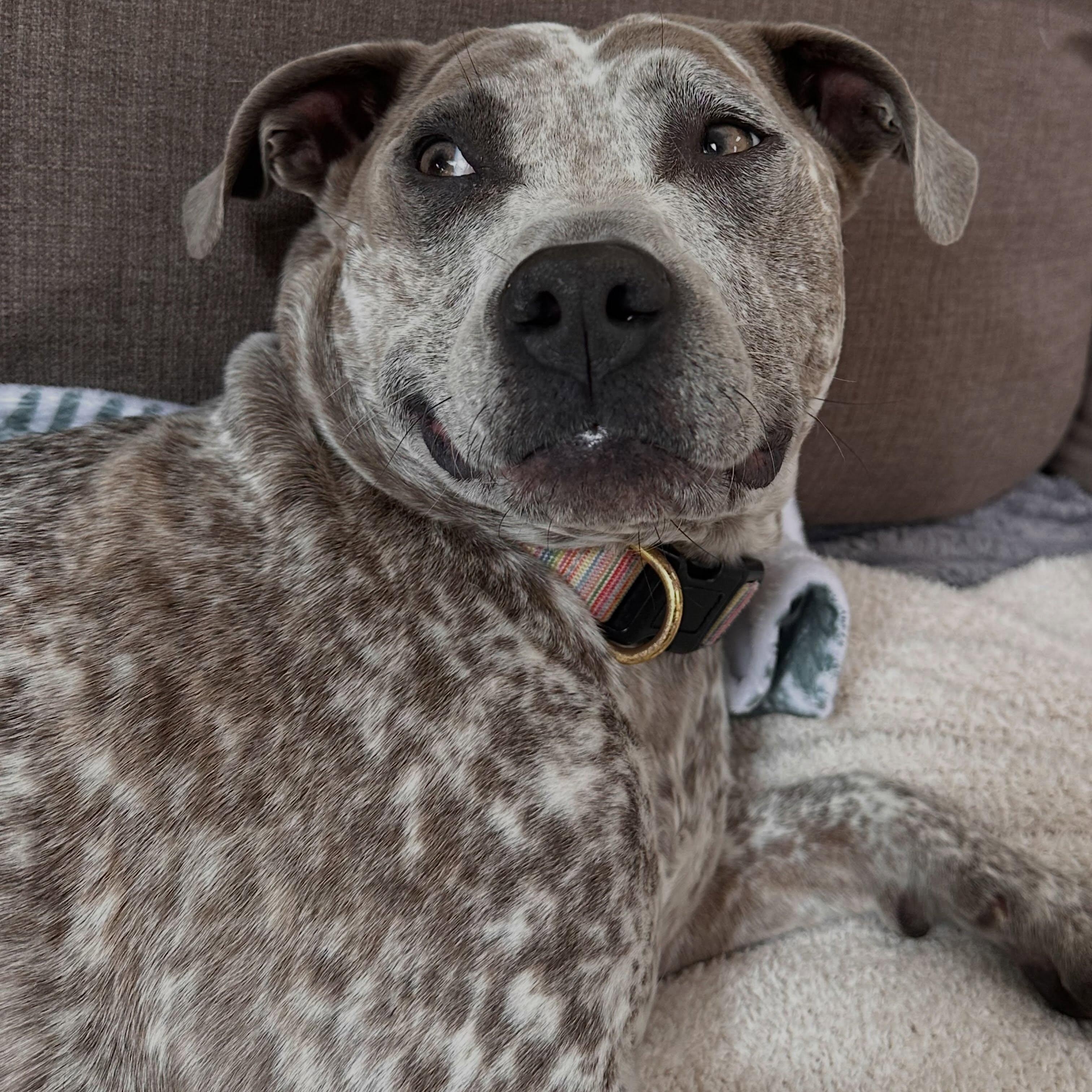 Enlarge Nellie, a Adopted mixed breed in Detroit, MI image 2/4