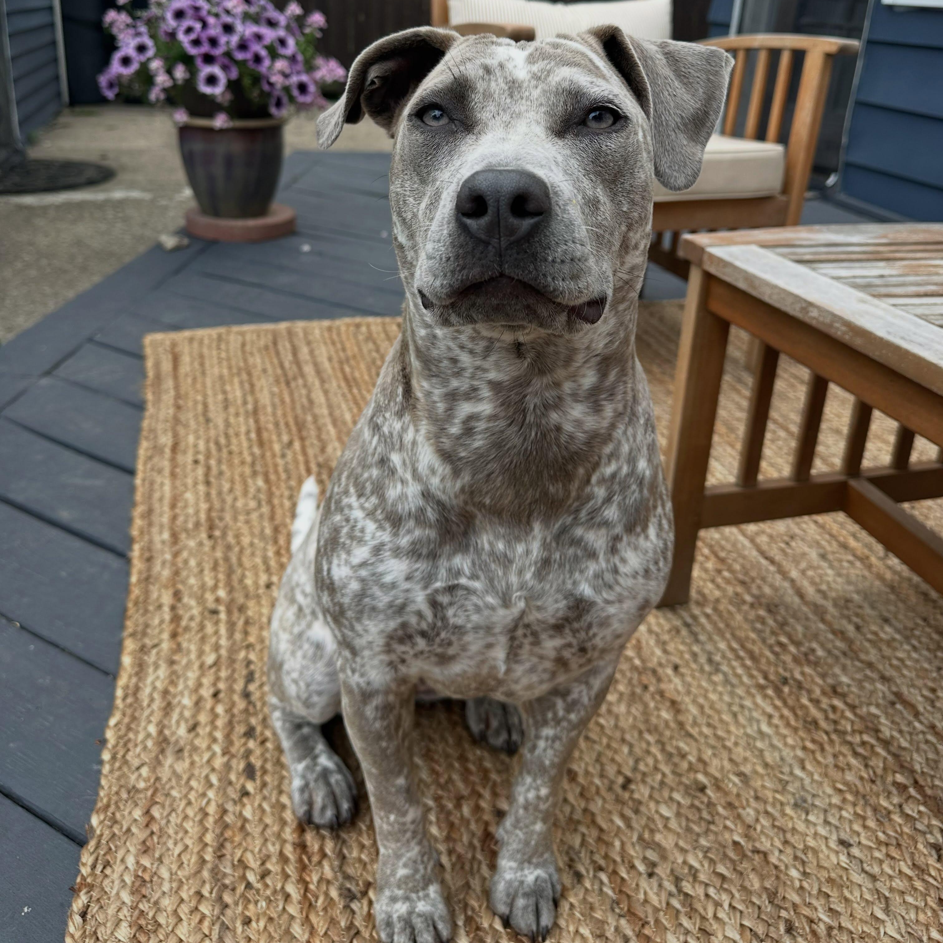 Nellie, Adopted, Adult Female Pit Bull Terrier & Catahoula Leopard Dog.