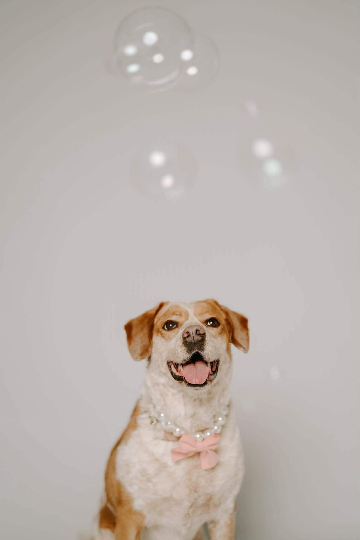 Biscuit, Adoptable, Adult Female Australian Cattle Dog / Blue Heeler & Labrador Retriever.