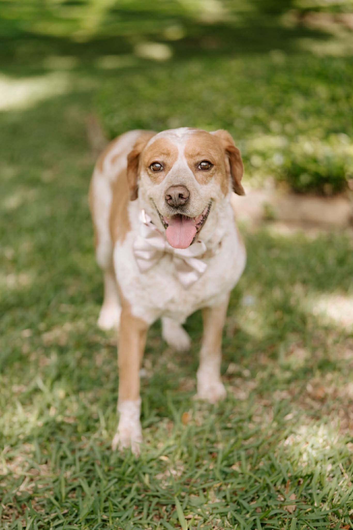 Biscuit, a Adoptable mixed breed in Humble, TX image 4/6