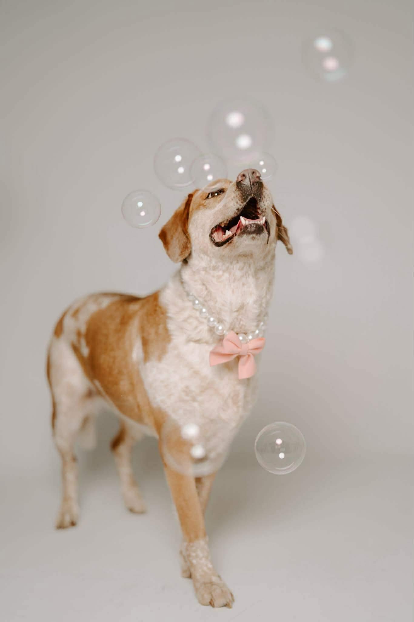 Biscuit, a Adoptable mixed breed in Humble, TX image 6/6