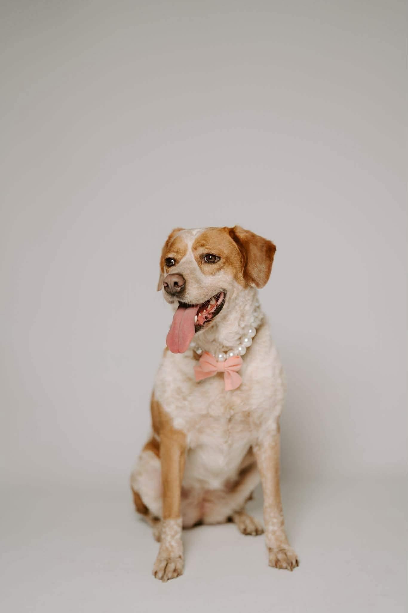 Biscuit, a Adoptable mixed breed in Humble, TX image 2/6