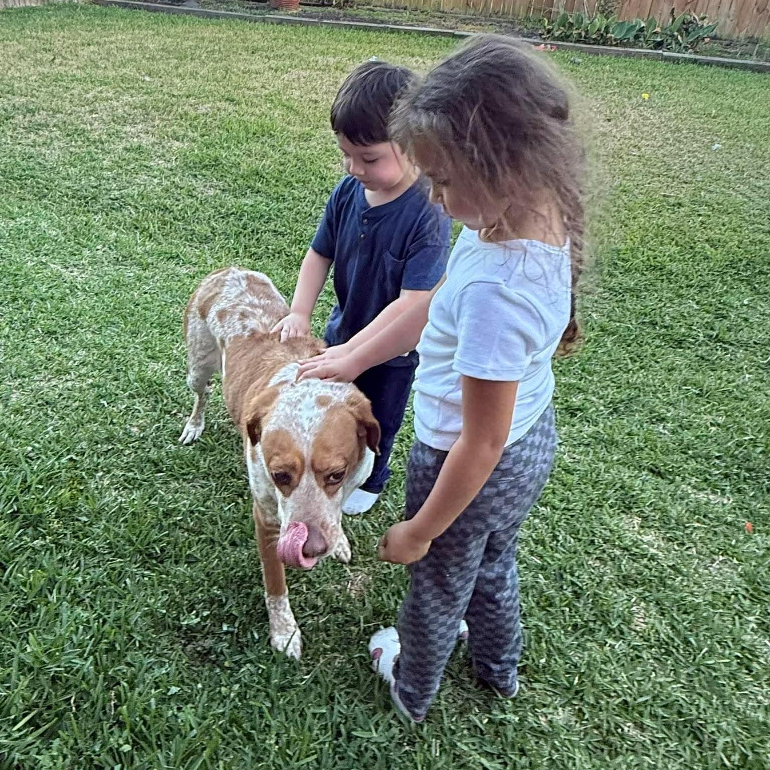 Biscuit, a Adoptable mixed breed in Humble, TX image 3/6
