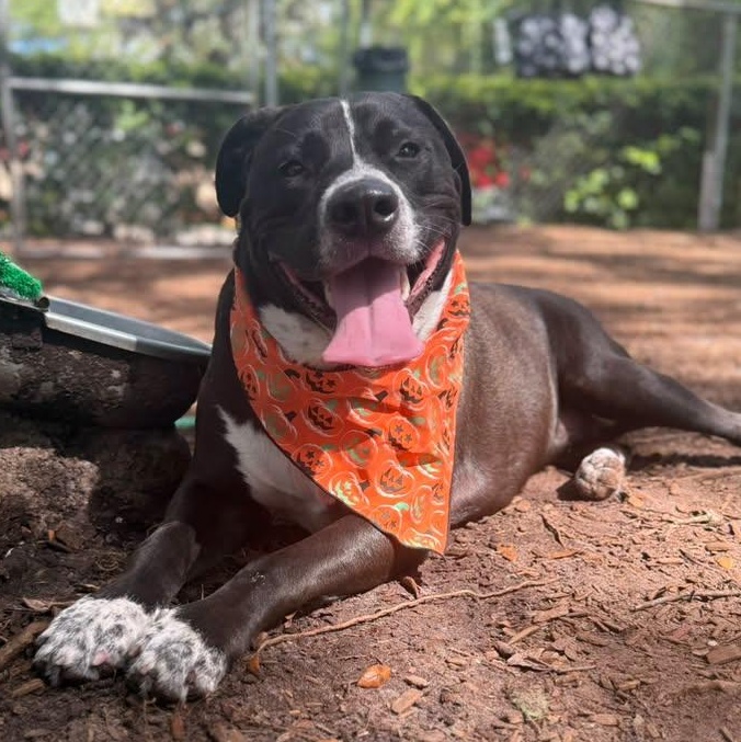 Enlarge Maximus, a Adoptable mixed breed in St. Augustine, FL image 2/3