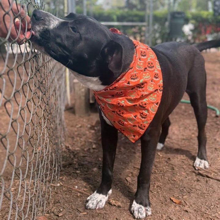 Enlarge Maximus, a Adoptable mixed breed in St. Augustine, FL image 3/3