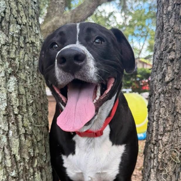 Maximus, Adoptable, Young Male Terrier.