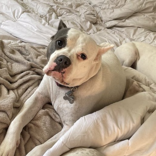 Bea, Senior Female American Staffordshire Terrier