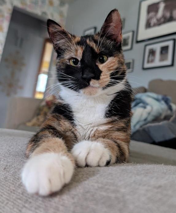 Enlarge Cammy & Cleetus Bear ADOPTED:), an adopted Calico in Waverly, IA image 1/3