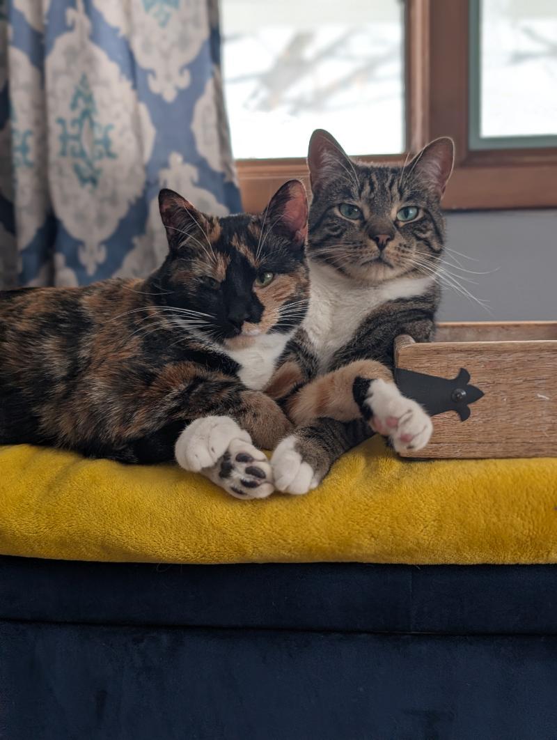 Enlarge Cammy & Cleetus Bear ADOPTED:), an adopted Calico in Waverly, IA image 3/3