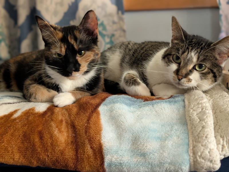 Enlarge Cammy & Cleetus Bear ADOPTED:), an adopted Calico in Waverly, IA image 2/3